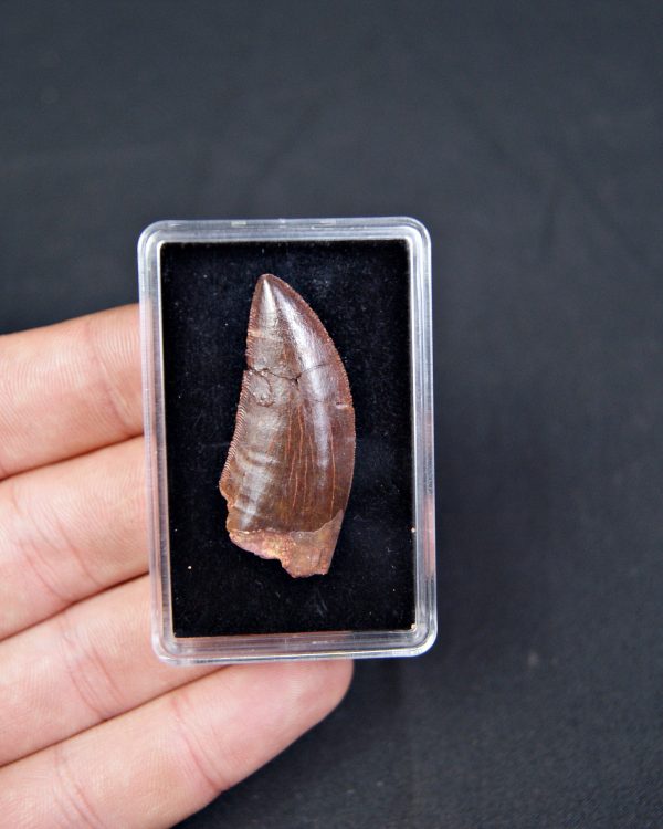 Carcharodontosaurus saharicus