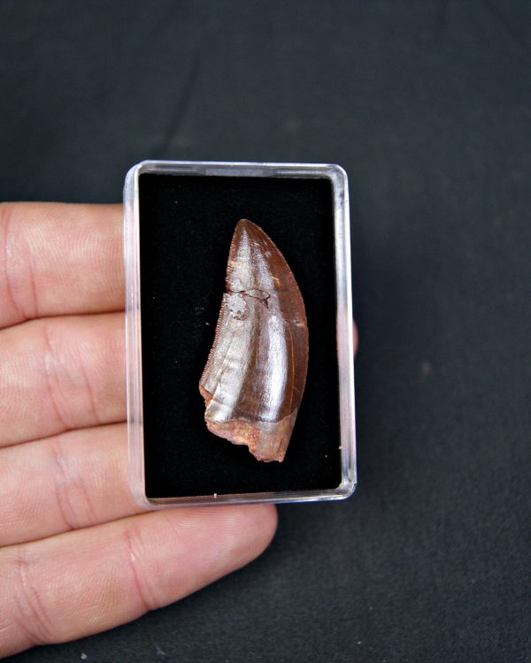 Carcharodontosaurus saharicus