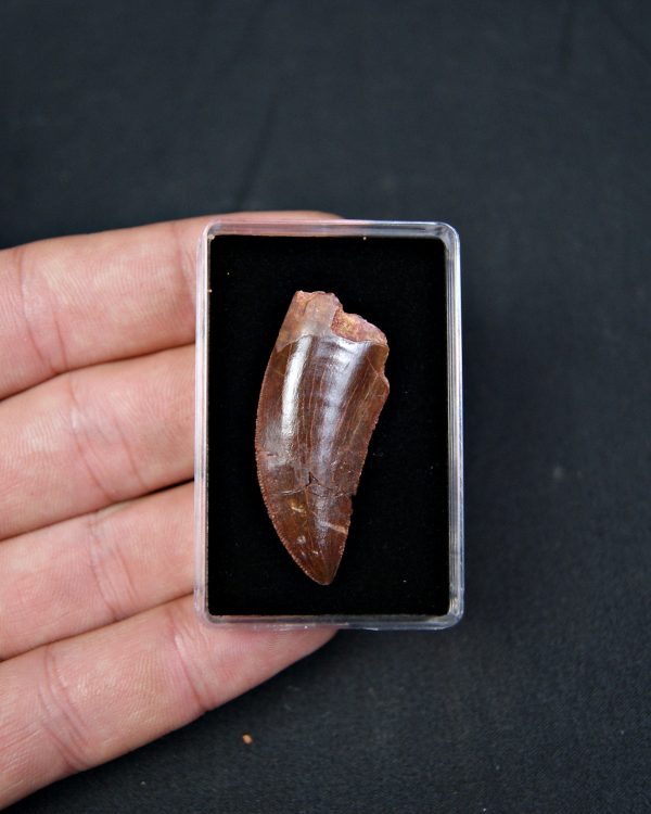 Carcharodontosaurus saharicus