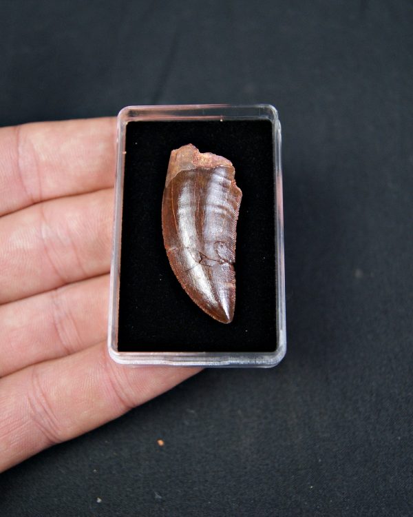 Carcharodontosaurus saharicus