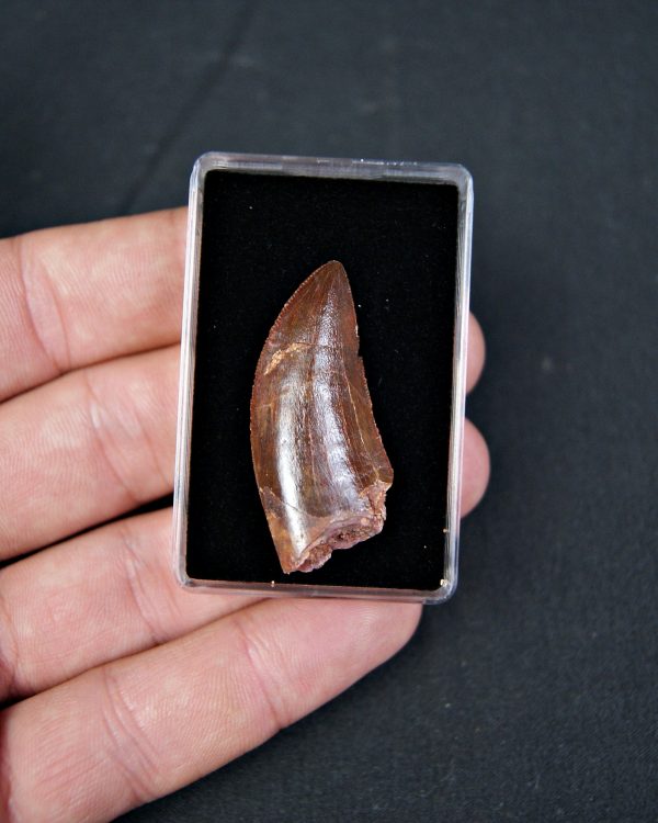 Carcharodontosaurus saharicus