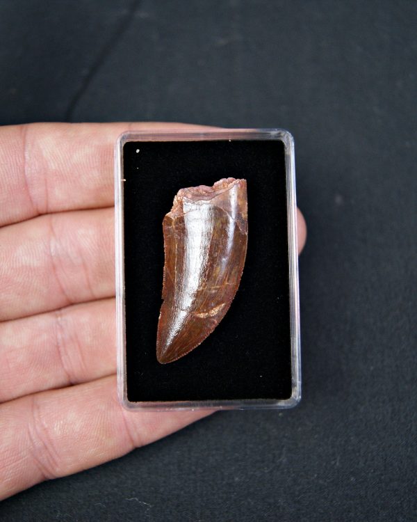 Carcharodontosaurus saharicus