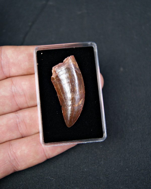 Carcharodontosaurus saharicus