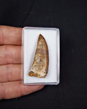 Terópodo indeterminado