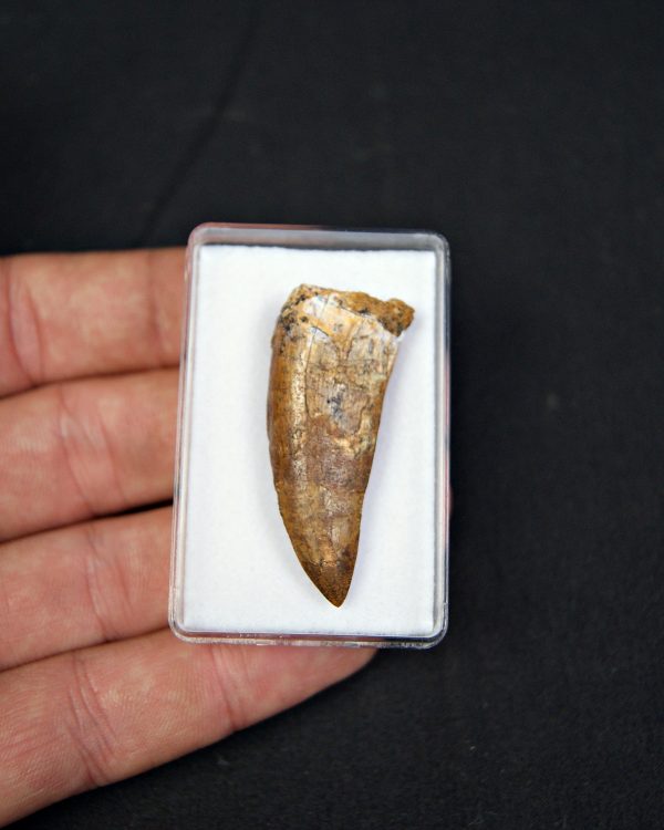 SONY DSC Terópodo indeterminado