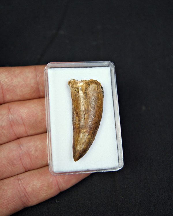 SONY DSC Terópodo indeterminado