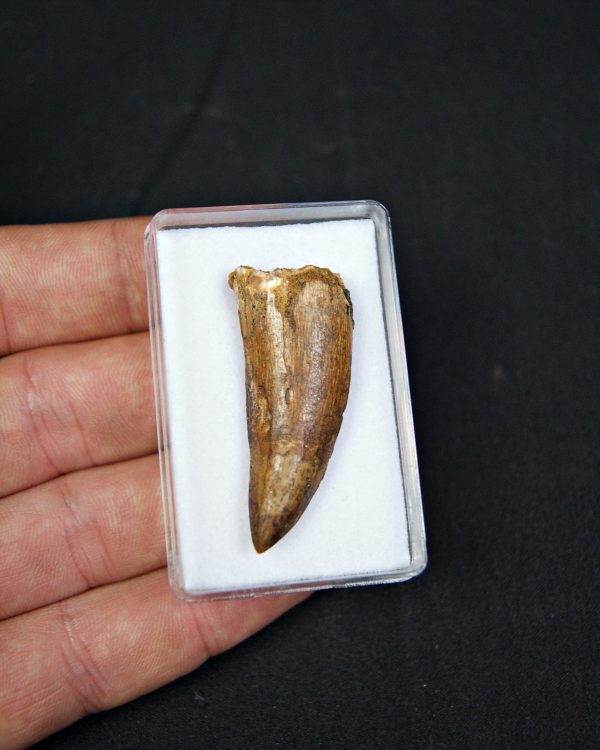 SONY DSC Terópodo indeterminado