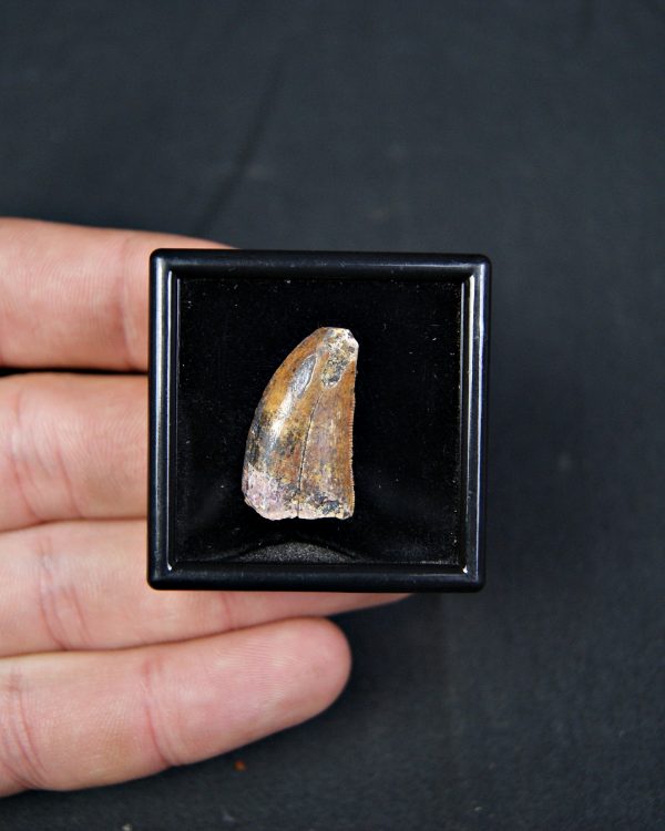 Carcharodontosaurus saharicus