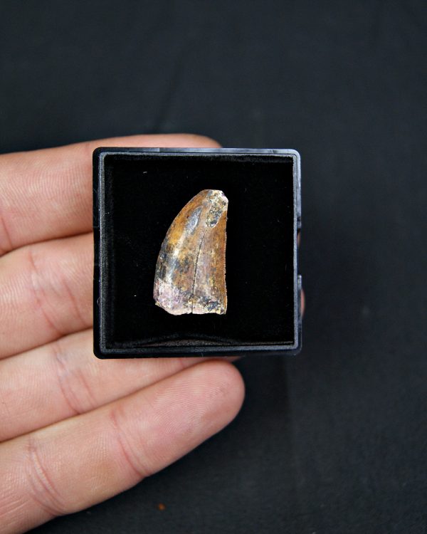 Carcharodontosaurus saharicus