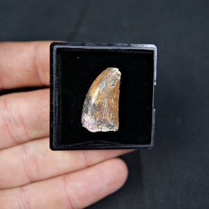 Carcharodontosaurus saharicus