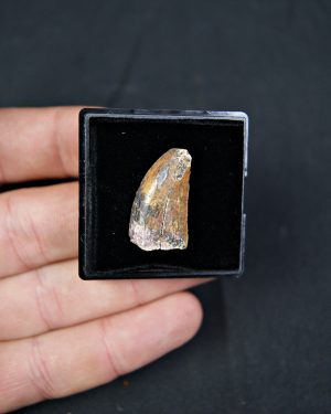 Carcharodontosaurus saharicus