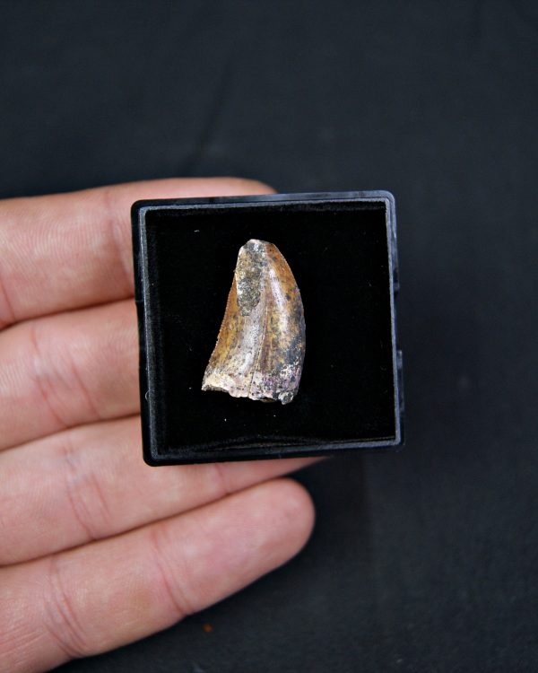 Carcharodontosaurus saharicus