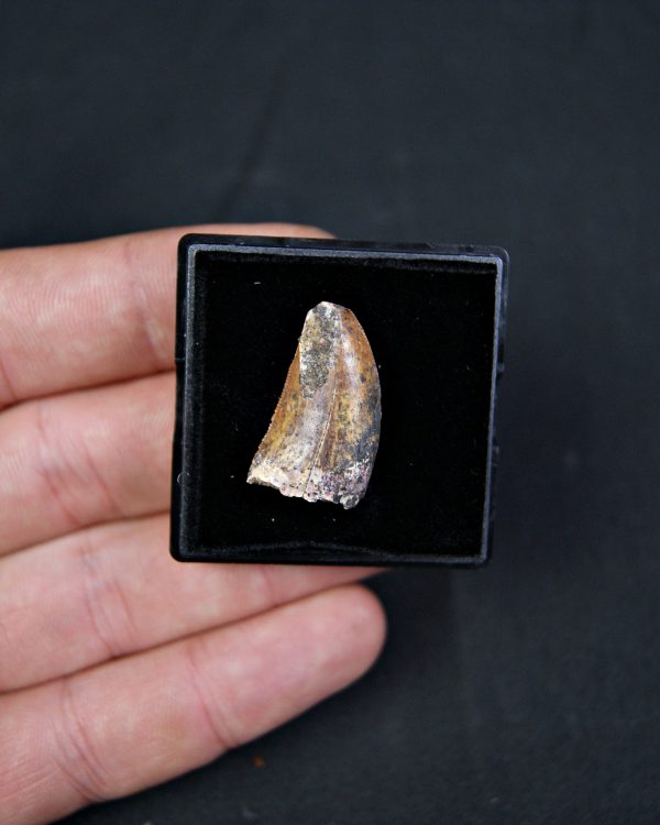 Carcharodontosaurus saharicus