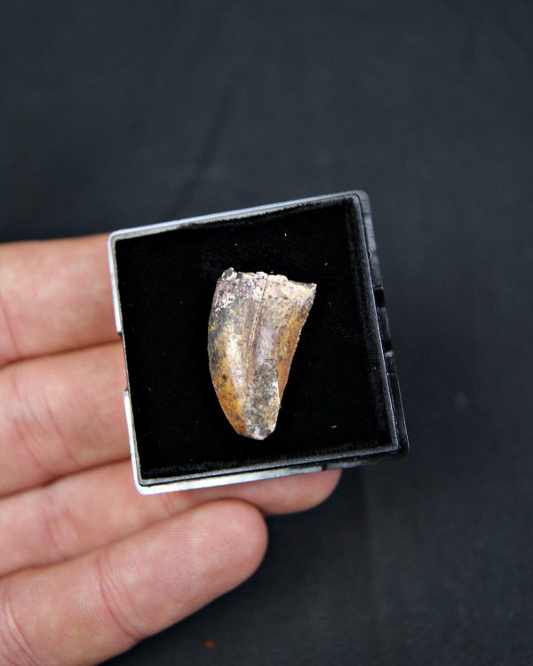 Carcharodontosaurus saharicus