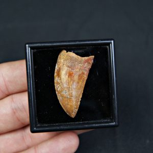 Carcharodontosaurus saharicus