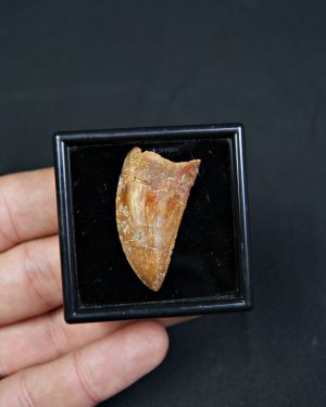 Carcharodontosaurus saharicus