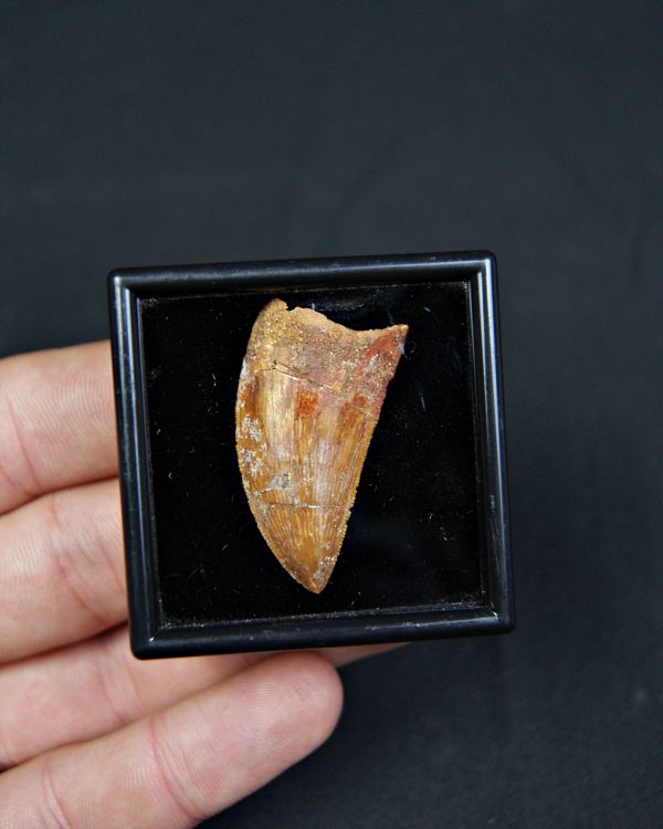 Carcharodontosaurus saharicus