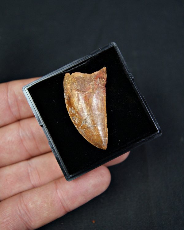 Carcharodontosaurus saharicus