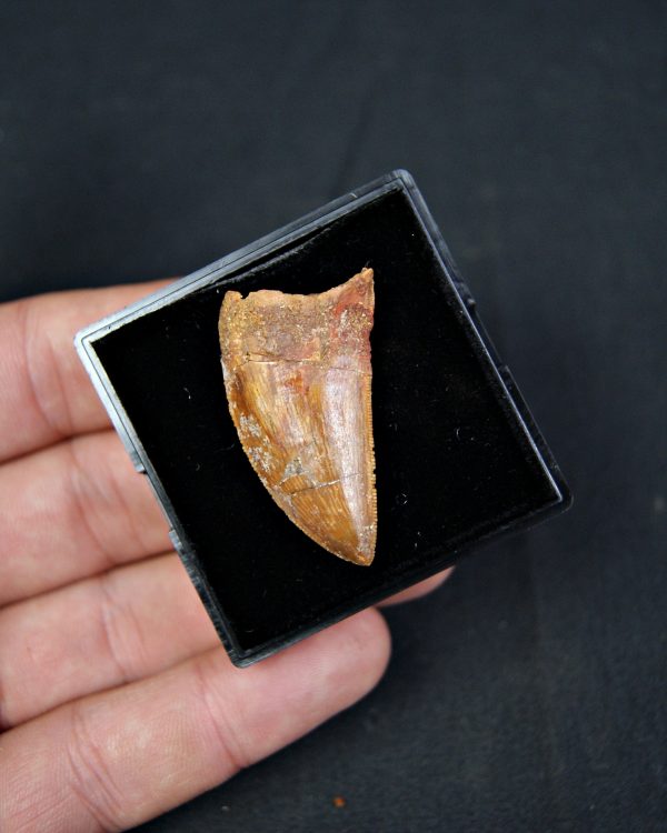 Carcharodontosaurus saharicus