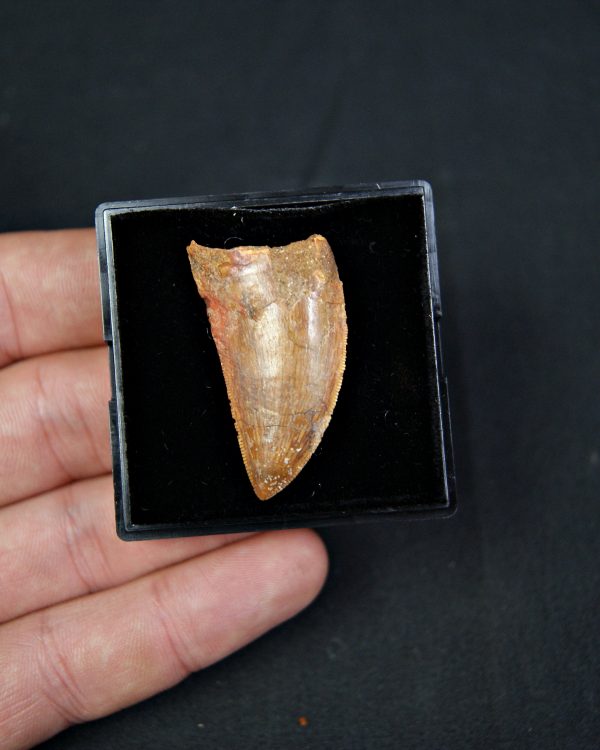 Carcharodontosaurus saharicus