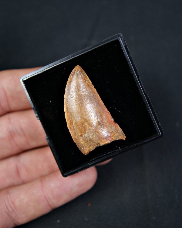 Carcharodontosaurus saharicus