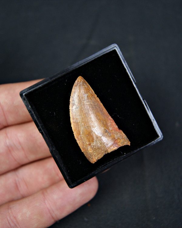 Carcharodontosaurus saharicus