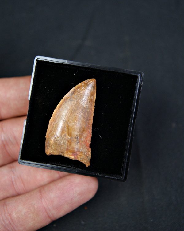 Carcharodontosaurus saharicus