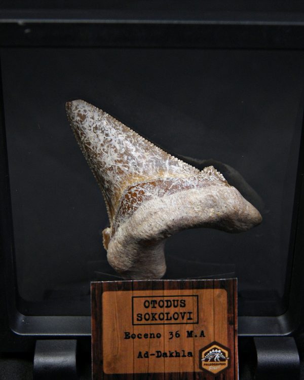 Otodus sokolovi – Antepasado Megalodón