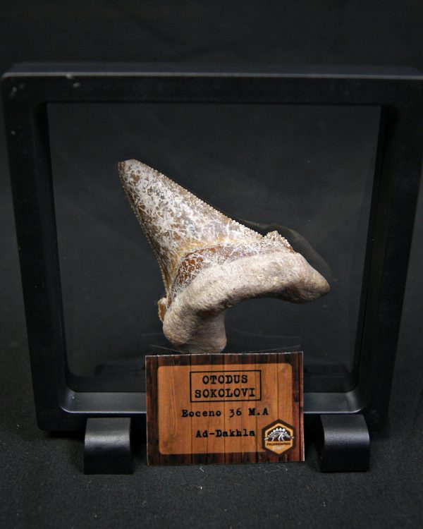 Otodus sokolovi – Antepasado Megalodón