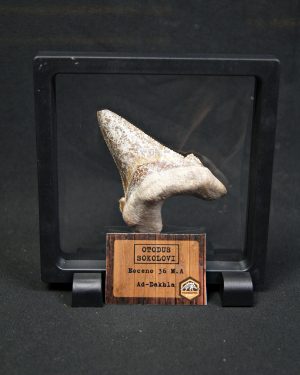 Otodus sokolovi – Antepasado Megalodón