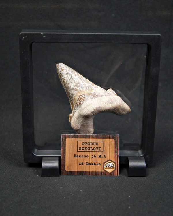 Otodus sokolovi – Antepasado Megalodón
