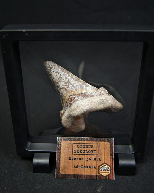 Otodus sokolovi – Antepasado Megalodón