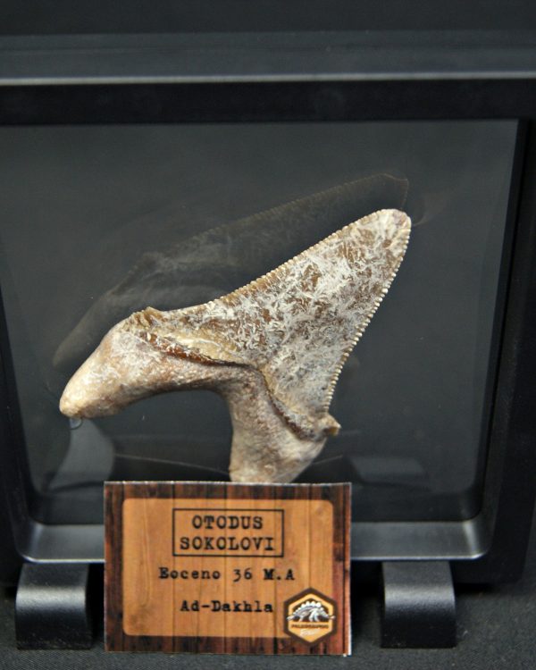 Otodus sokolovi – Antepasado Megalodón