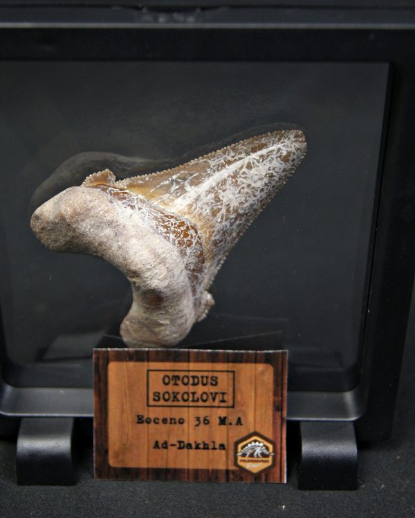 Otodus sokolovi – Antepasado Megalodón