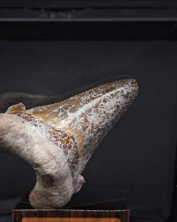 Otodus sokolovi – Antepasado Megalodón