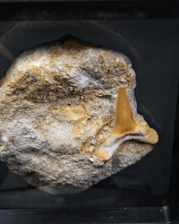 Scapanorhynchus rapax