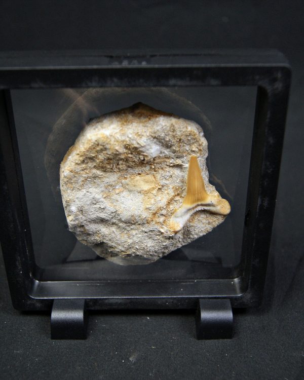 Scapanorhynchus rapax