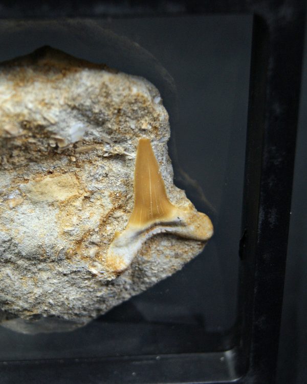 Scapanorhynchus rapax