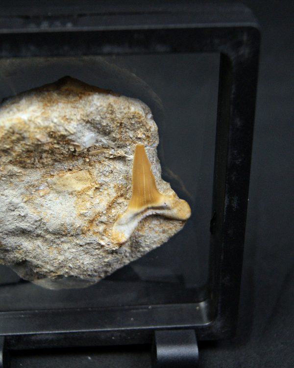 Scapanorhynchus rapax