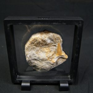 Scapanorhynchus rapax