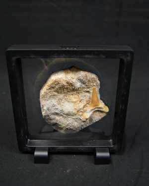 Scapanorhynchus rapax