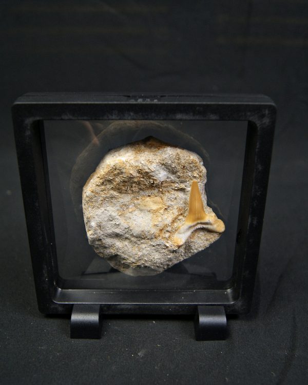 Scapanorhynchus rapax