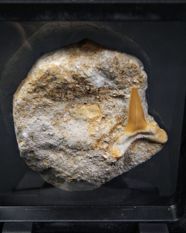 Scapanorhynchus rapax