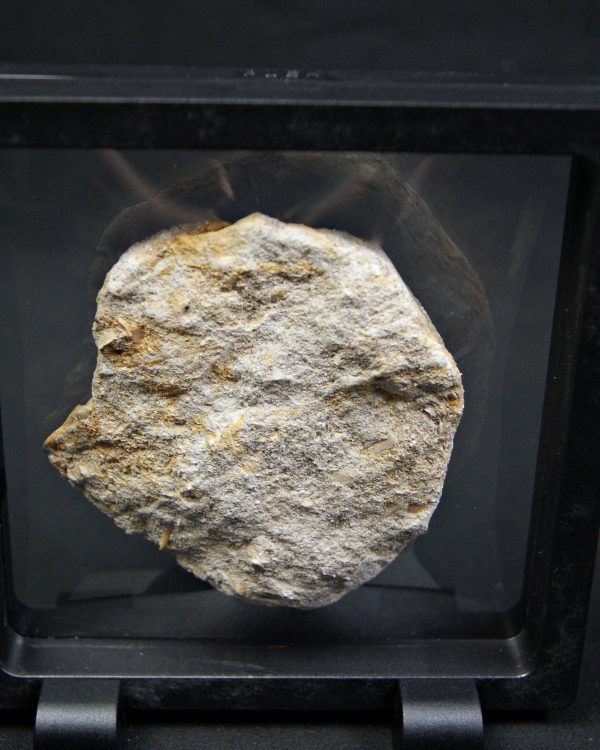 Scapanorhynchus rapax