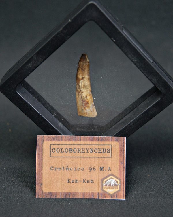 Pterosaurio Coloborhynchus