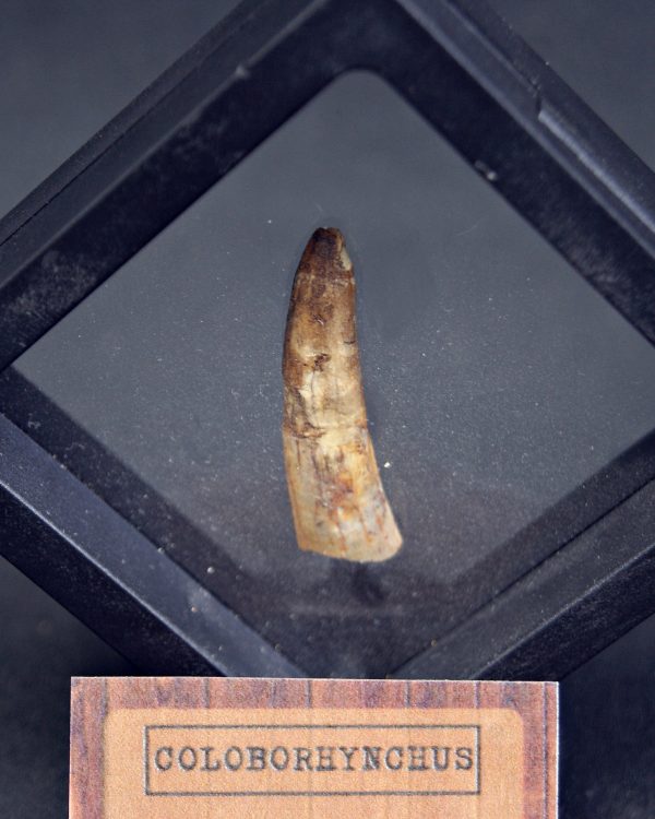 Pterosaurio Coloborhynchus