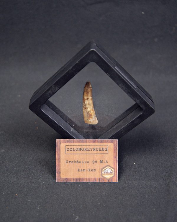 Pterosaurio Coloborhynchus