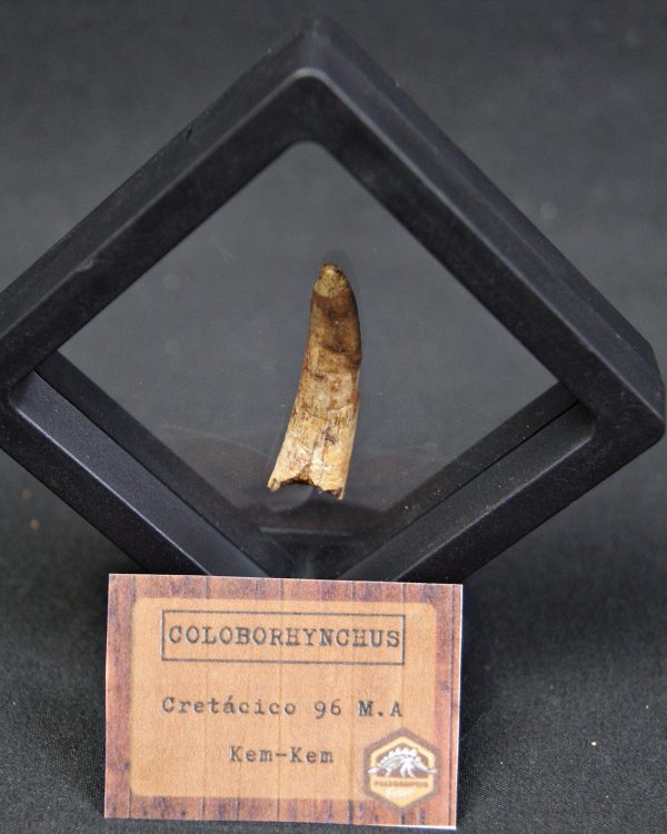 Pterosaurio Coloborhynchus