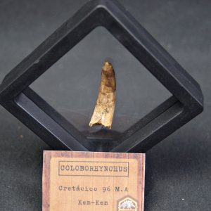 Pterosaurio Coloborhynchus