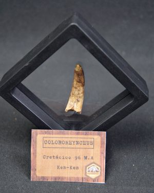 Pterosaurio Coloborhynchus